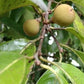 Sarcaulus sp Caimitillo Live Plant