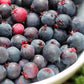 Saskatoon berry Live Plant (Amelanchier alnifolia)
