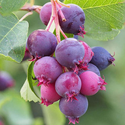 Saskatoon berry Live Plant (Amelanchier alnifolia)