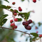 Saskatoon berry Live Plant (Amelanchier alnifolia)