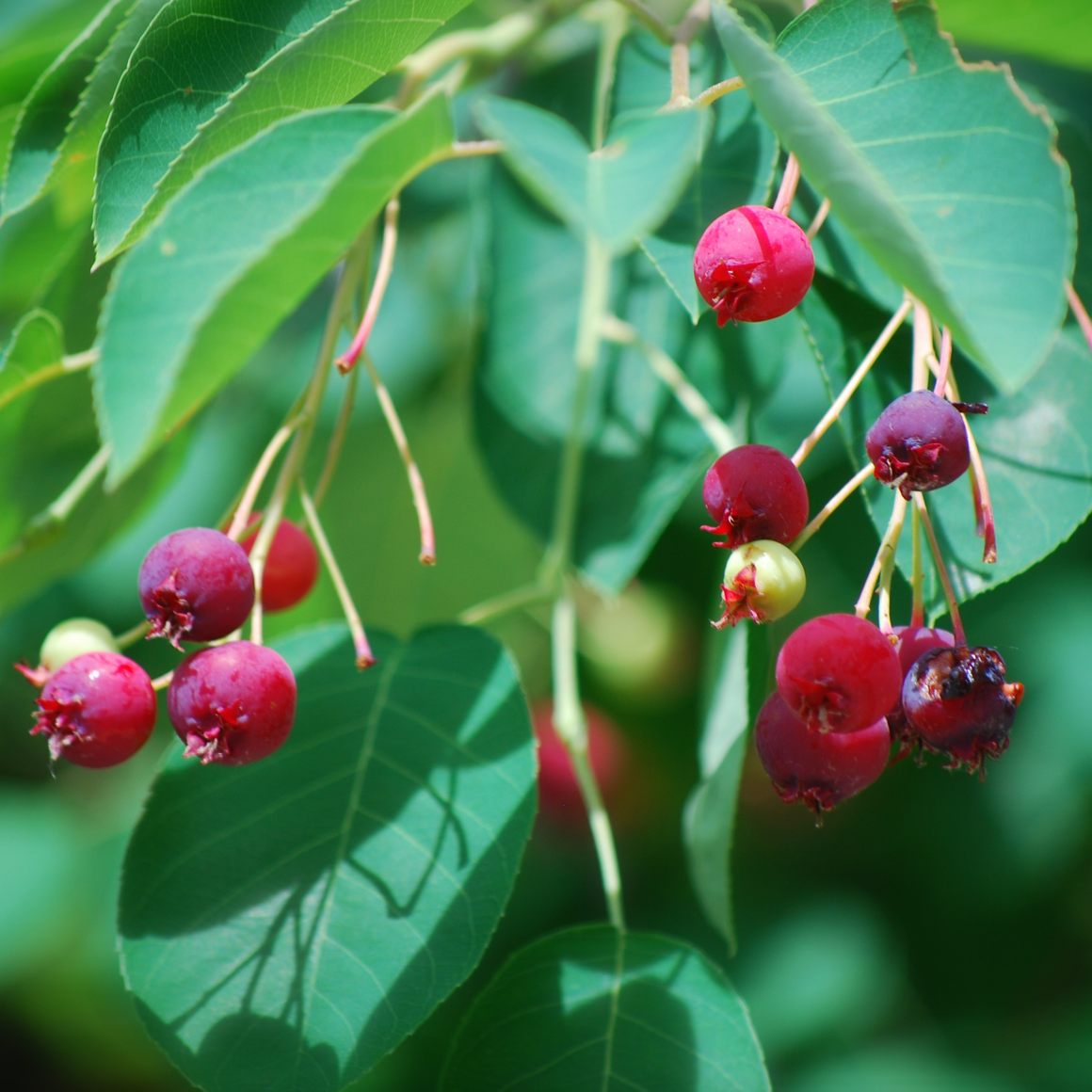 Saskatoon berry Live Plant (Amelanchier alnifolia)