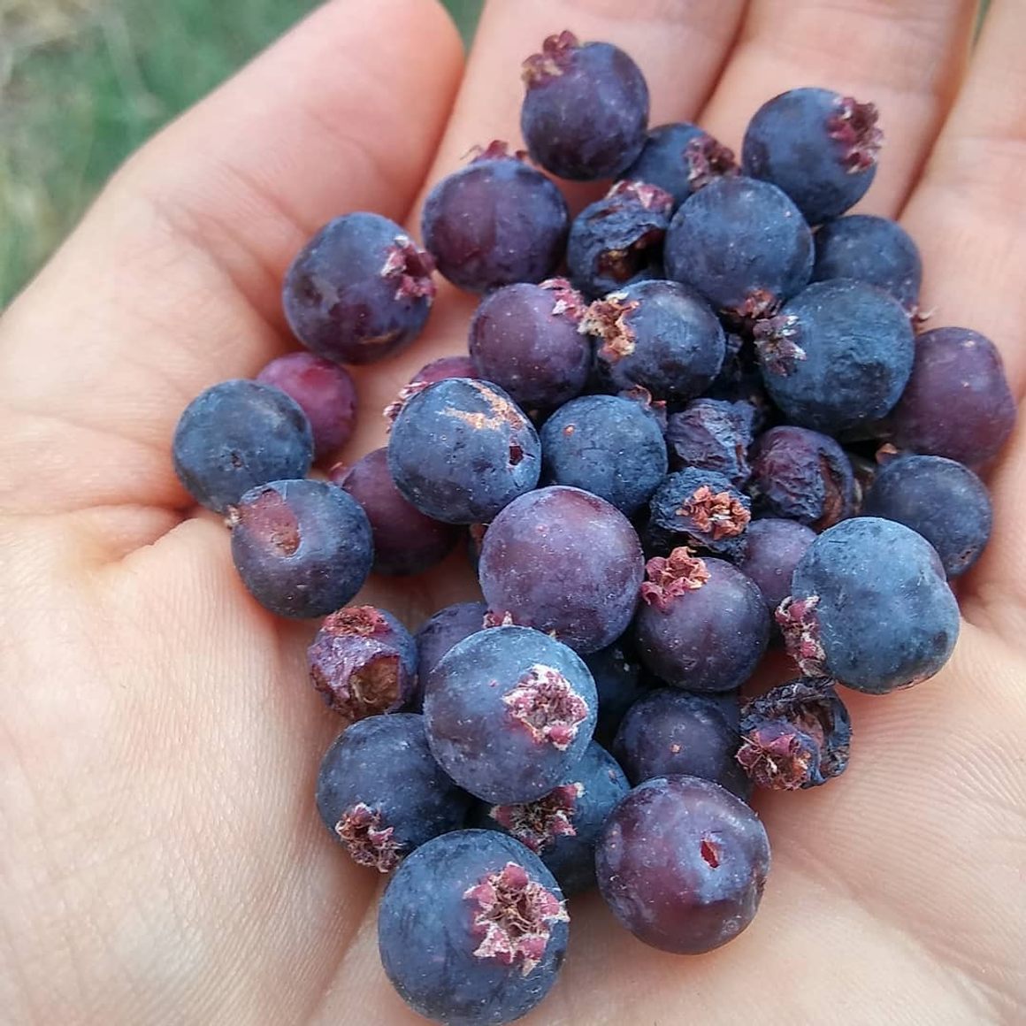 Saskatoon berry Live Plant (Amelanchier alnifolia)