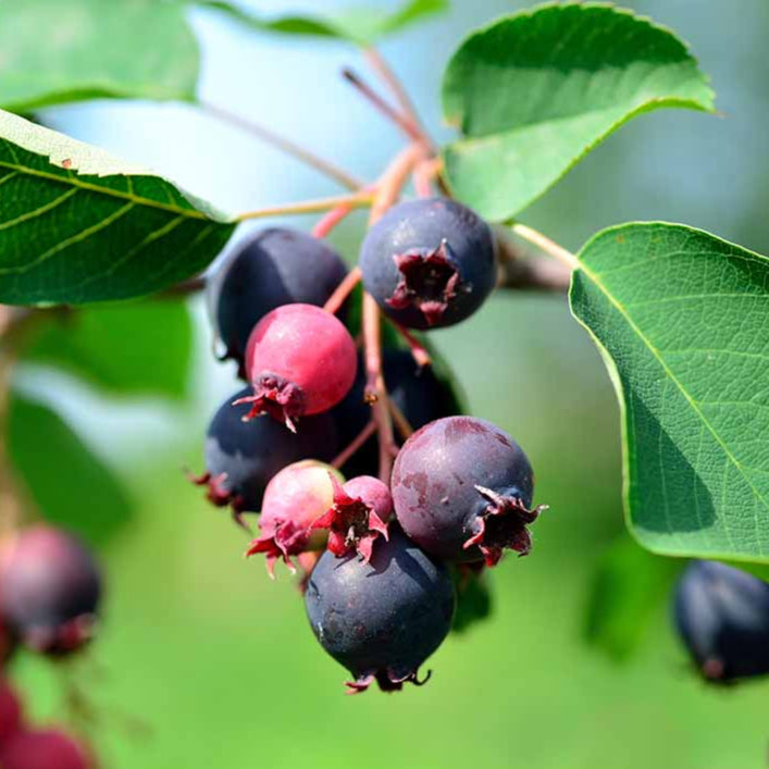 Saskatoon berry Live Plant (Amelanchier alnifolia)