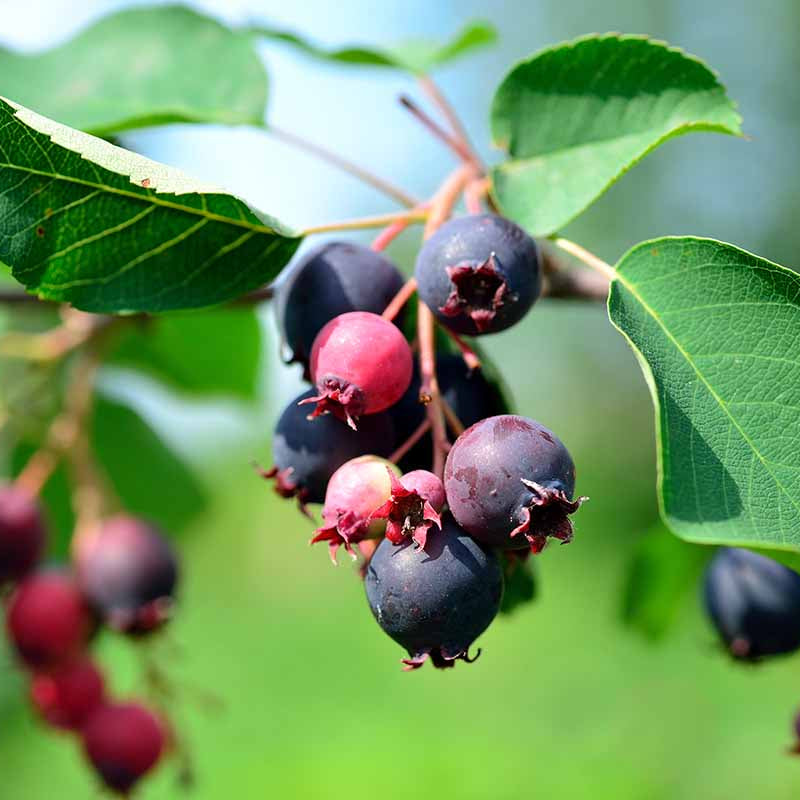 Saskatoon berry Live Plant (Amelanchier alnifolia)
