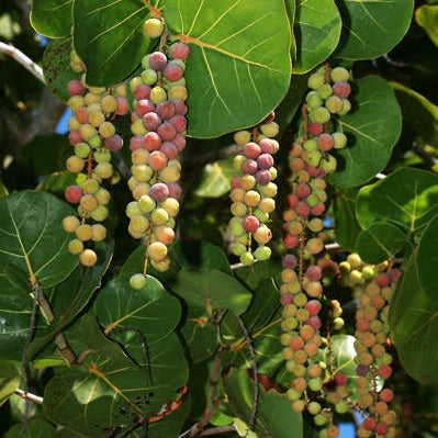 sea grape plant indoor Sea Grape Live Plant (Coccoloba uvifera) – veliyathgardens