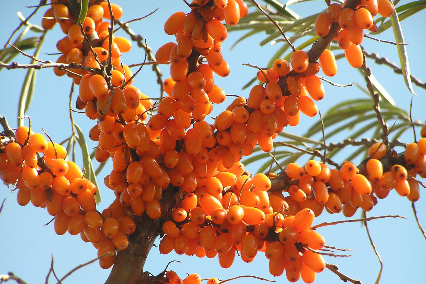 Sea Buckthorn Live Plant (Hippophae rhamnoides)