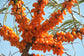 Sea Buckthorn Live Plant (Hippophae rhamnoides)