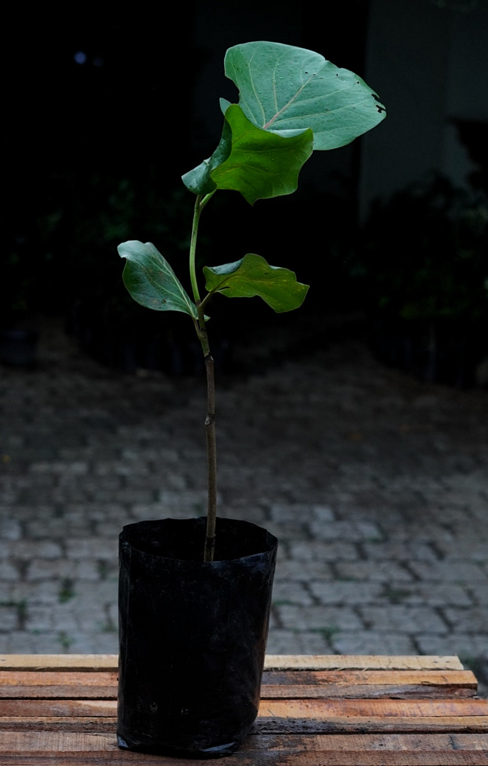 Sea Grape Live Plant (Coccoloba uvifera)