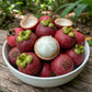 Garcinia Hombroniana - Seashore Mangosteen Live Plant
