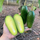 Seedless Avocado Live Plant (Persea americana)