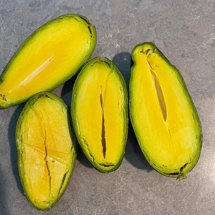 Seedless Avocado Live Plant (Persea americana)