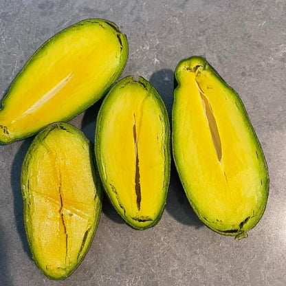 Seedless Avocado Live Plant (Persea americana)