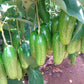 Seedless Avocado Live Plant (Persea americana)