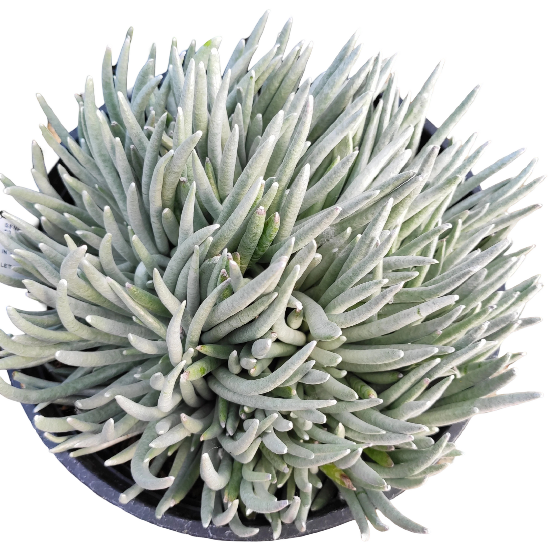 sea anemone succulent Senecio scaposus Succulent live Plant – veliyathgardens