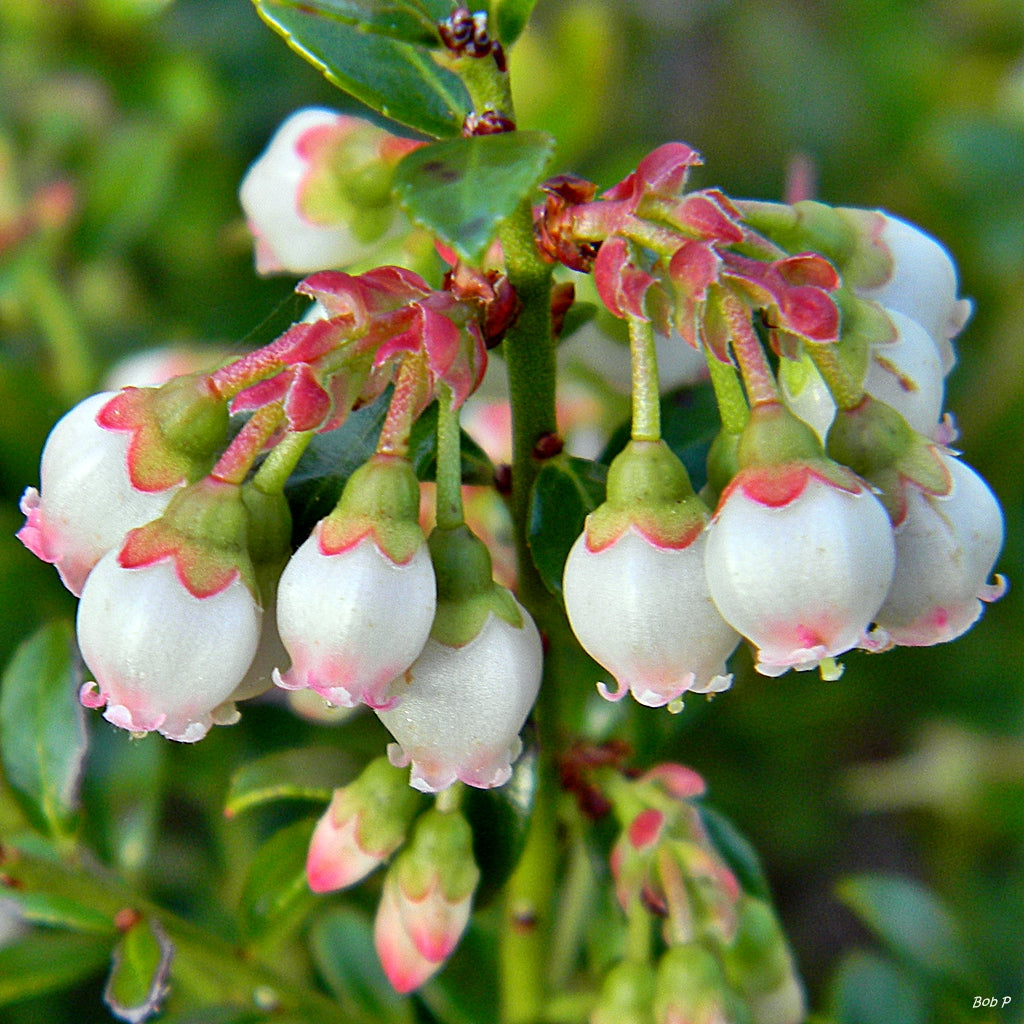 Blueberry Fruit plant (Vaccinium sect. Cyanococcus)