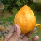Mango Udang Live Plant (mangifera indica L)