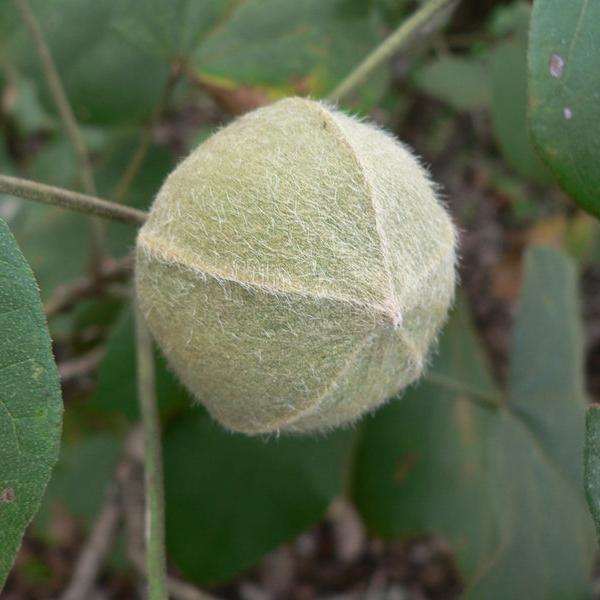 Chewing Gum Fruit Live Plant (Thespesia garckeana)