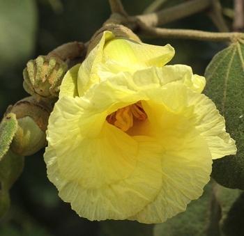 Chewing Gum Fruit Live Plant (Thespesia garckeana)