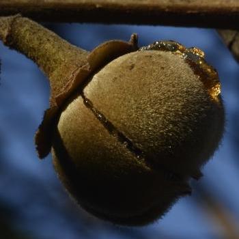 Chewing Gum Fruit Live Plant (Thespesia garckeana)