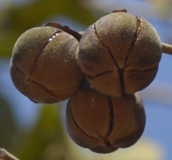 Chewing Gum Fruit Live Plant (Thespesia garckeana)