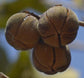 Chewing Gum Fruit Live Plant (Thespesia garckeana)