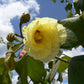 Chewing Gum Fruit Live Plant (Thespesia garckeana)