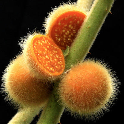 Coconilla Fruit Plant (Solanum stramoniifolium)