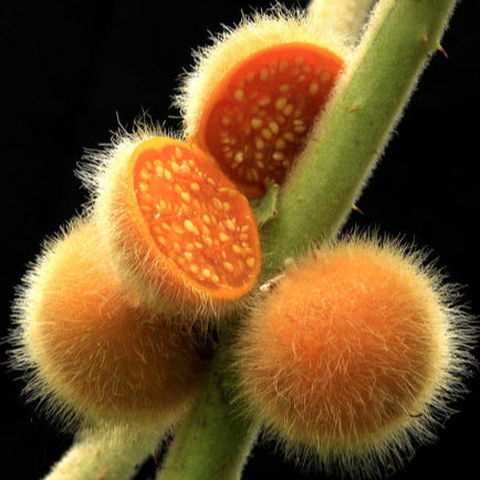 Coconilla Fruit Plant (Solanum stramoniifolium)