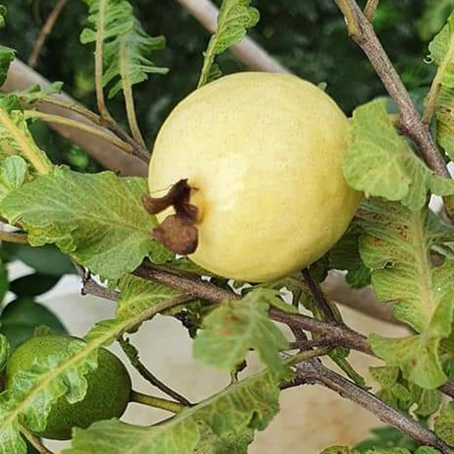 Spring guava Live Plants – veliyathgardens