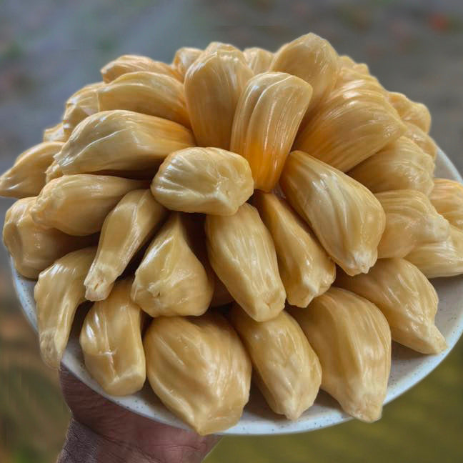 Sugar Jack' ( Artocarpus heterophyllus) Live Plant