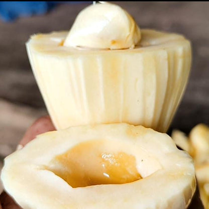 Sugar Jack' ( Artocarpus heterophyllus) Live Plant