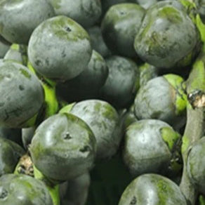 Sugar Palm Live Plant (Arenga pinnata)