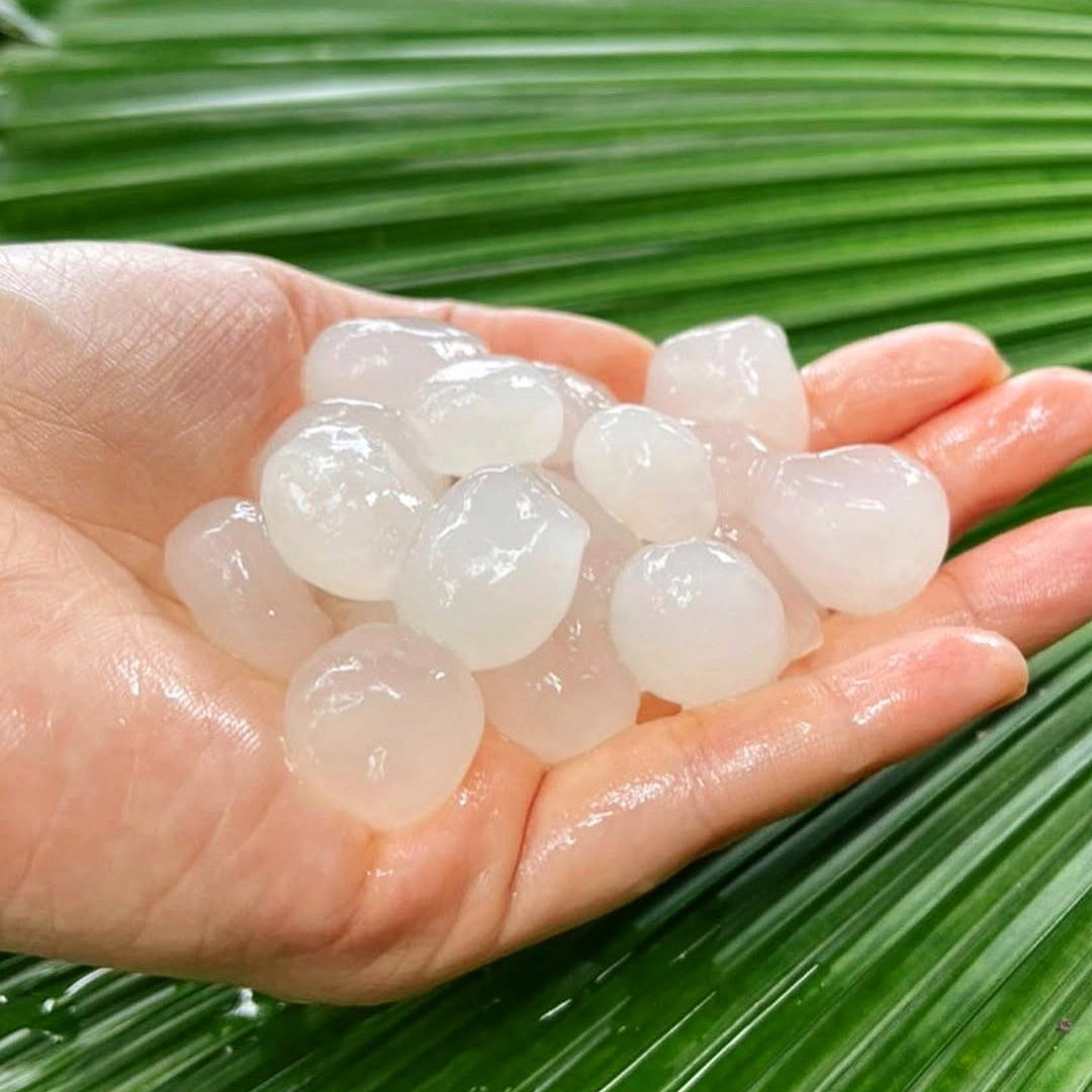 Sugar Palm Live Plant (Arenga pinnata)