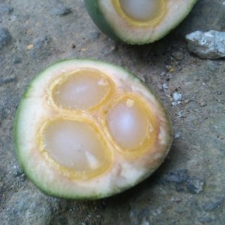 Sugar Palm Live Plant (Arenga pinnata)