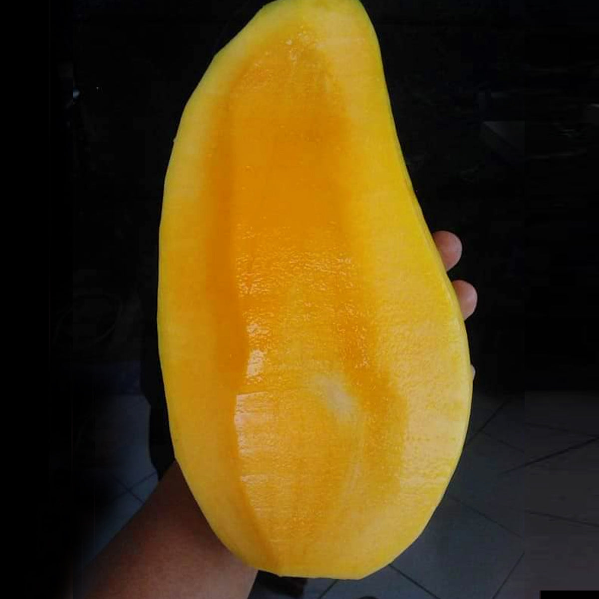 Super Queen Mango LIve Plant (Mangifera indica)