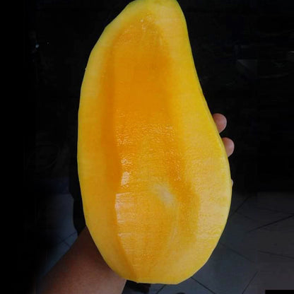 Super Queen Mango LIve Plant (Mangifera indica)