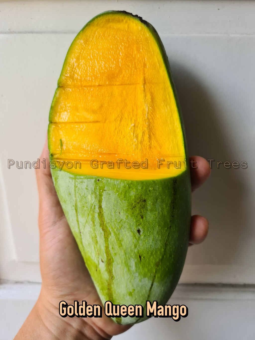 Super Queen Mango LIve Plant (Mangifera indica)