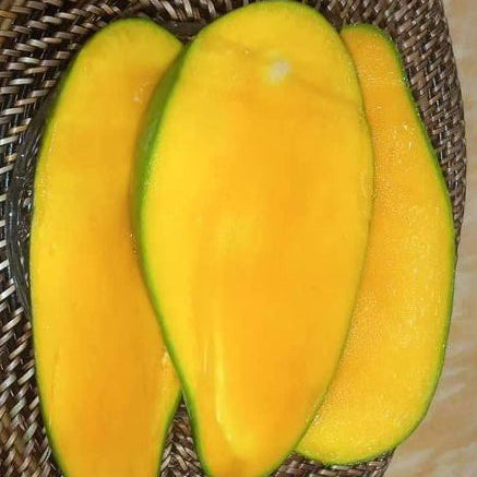 Super Queen Mango LIve Plant (Mangifera indica)