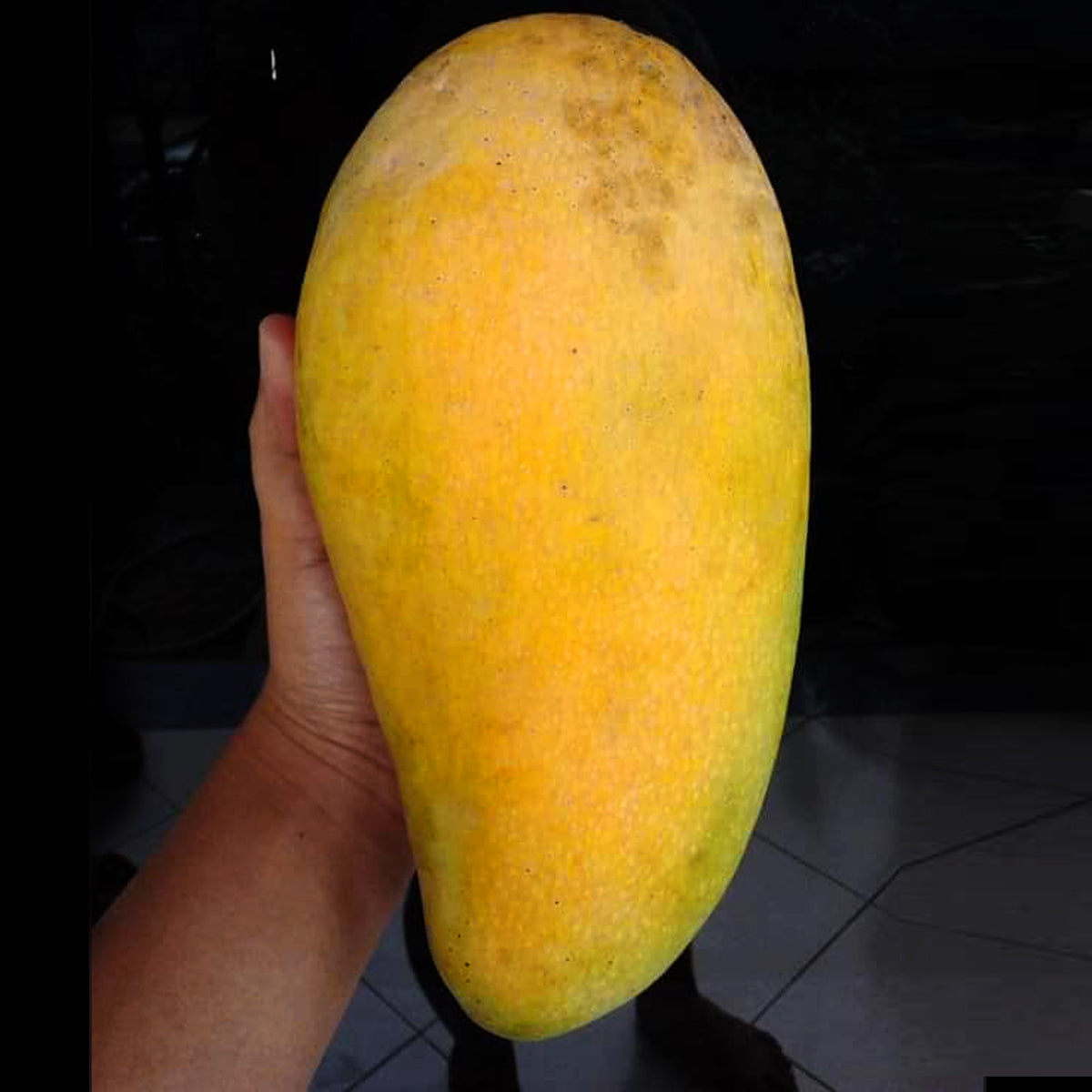 Super Queen Mango LIve Plant (Mangifera indica)