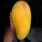 Super Queen Mango LIve Plant (Mangifera indica)