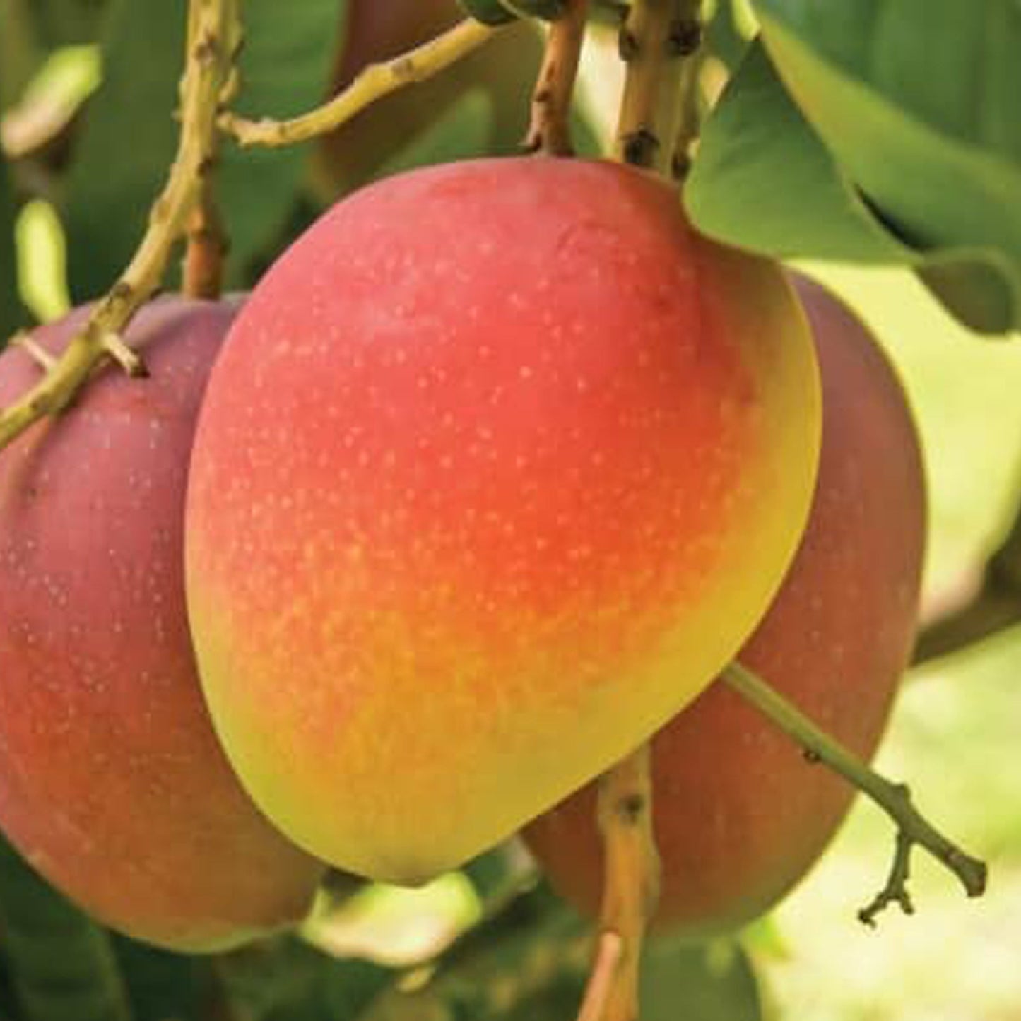 Suvarnarekha Mango Live Plant