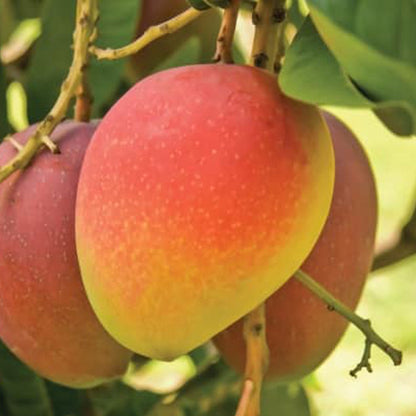Suvarnarekha Mango Live Plant