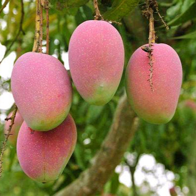 Suvarnarekha Mango Live Plant