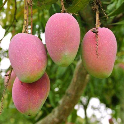 Suvarnarekha Mango Live Plant