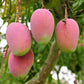Suvarnarekha Mango Live Plant
