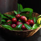 Sweet Kokum Fruit Plants (Garcinia Indica)