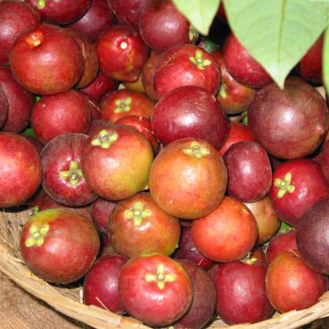 Sweet Kokum Fruit Plants (Garcinia Indica)