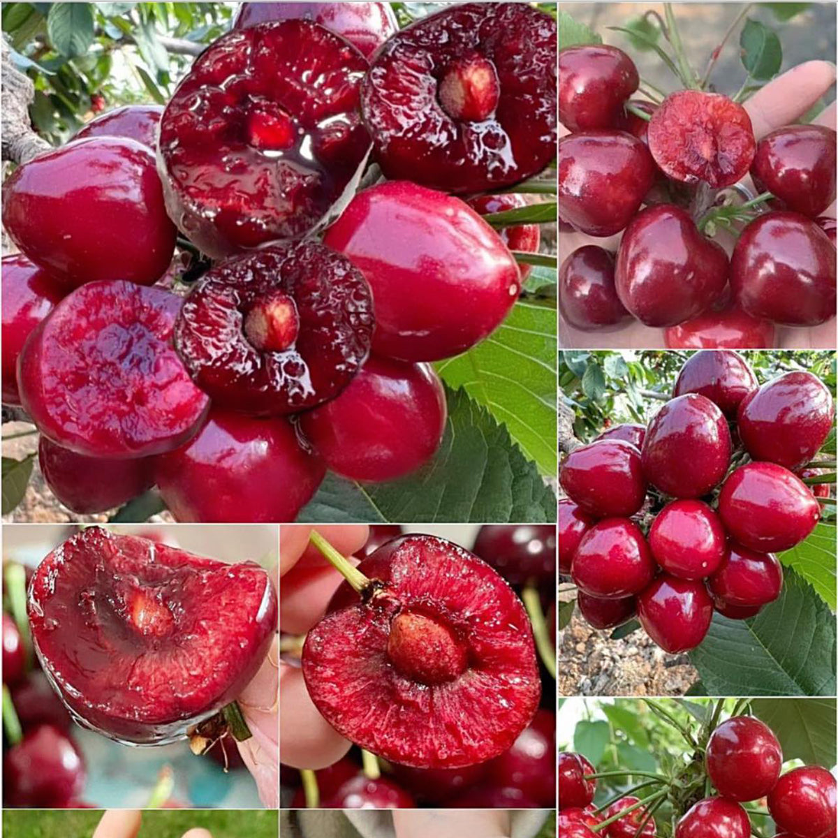 Sweet Cherry Live Plant (Prunus avium)