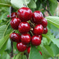 Sweet Cherry Live Plant (Prunus avium)