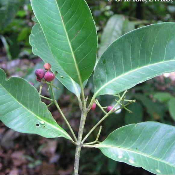 Syzygium travancoricum Live Plant